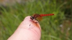 Scarlet dwarf dragonfly(male)