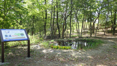 「結いの森」保全池の写真