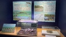 ヤマトサンショウウオ寄贈